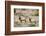 Elk Wildlife Near Sanderson in Chihuahuan Desert Mountains, Texas, USA-Larry Ditto-Framed Photographic Print