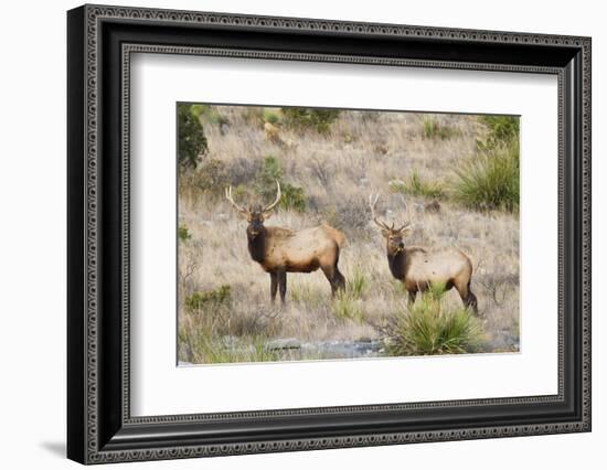 Elk Wildlife Near Sanderson in Chihuahuan Desert Mountains, Texas, USA-Larry Ditto-Framed Photographic Print