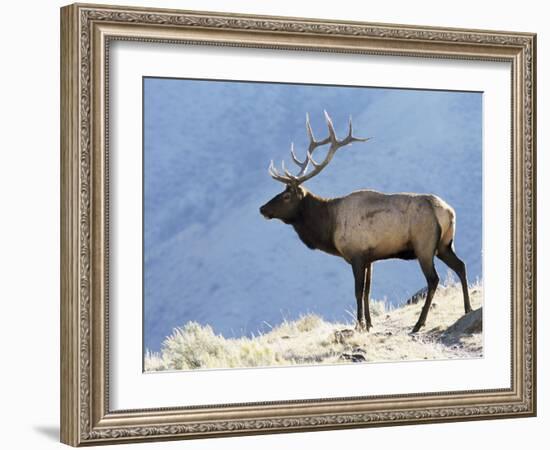 Elk, Yellowstone National Park, Wyoming, USA-Roy Rainford-Framed Photographic Print