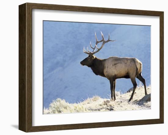 Elk, Yellowstone National Park, Wyoming, USA-Roy Rainford-Framed Photographic Print