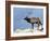 Elk, Yellowstone National Park, Wyoming, USA-Roy Rainford-Framed Photographic Print