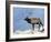 Elk, Yellowstone National Park, Wyoming, USA-Roy Rainford-Framed Photographic Print