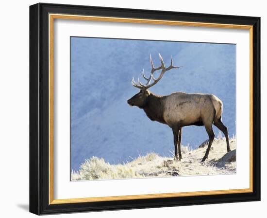 Elk, Yellowstone National Park, Wyoming, USA-Roy Rainford-Framed Photographic Print
