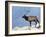 Elk, Yellowstone National Park, Wyoming, USA-Roy Rainford-Framed Photographic Print