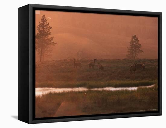 Elk, Yellowstone National Park, Wyoming, USA-Dee Ann Pederson-Framed Premier Image Canvas
