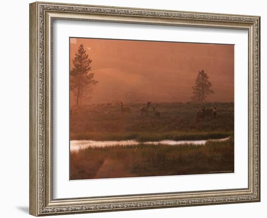 Elk, Yellowstone National Park, Wyoming, USA-Dee Ann Pederson-Framed Photographic Print