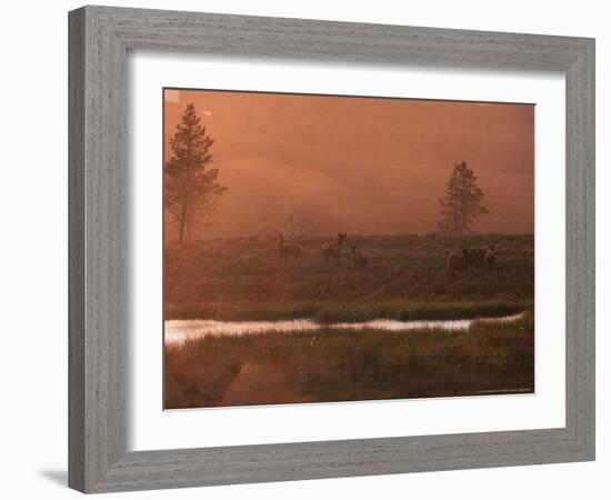 Elk, Yellowstone National Park, Wyoming, USA-Dee Ann Pederson-Framed Photographic Print