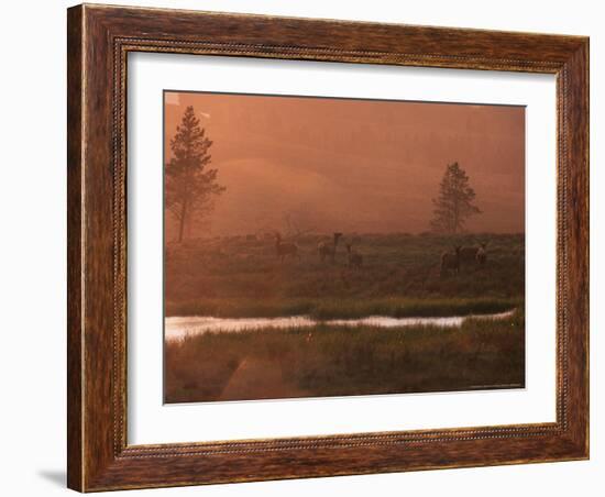 Elk, Yellowstone National Park, Wyoming, USA-Dee Ann Pederson-Framed Photographic Print