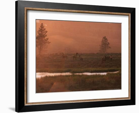 Elk, Yellowstone National Park, Wyoming, USA-Dee Ann Pederson-Framed Photographic Print