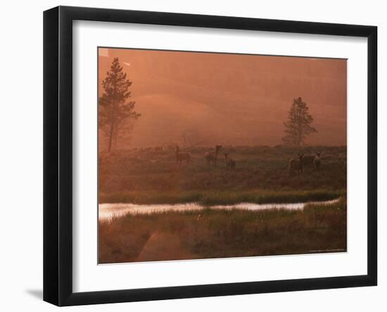 Elk, Yellowstone National Park, Wyoming, USA-Dee Ann Pederson-Framed Photographic Print