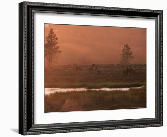 Elk, Yellowstone National Park, Wyoming, USA-Dee Ann Pederson-Framed Photographic Print