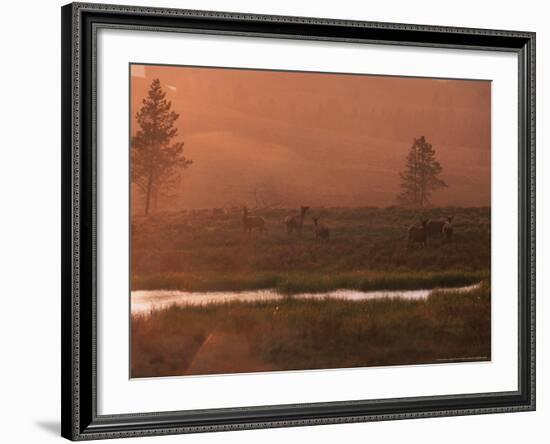 Elk, Yellowstone National Park, Wyoming, USA-Dee Ann Pederson-Framed Photographic Print