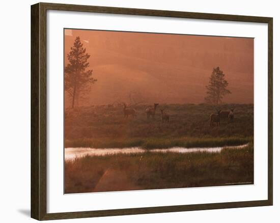 Elk, Yellowstone National Park, Wyoming, USA-Dee Ann Pederson-Framed Photographic Print