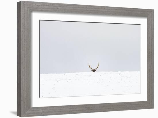 Elk-Trent Foltz-Framed Art Print