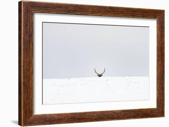 Elk-Trent Foltz-Framed Art Print