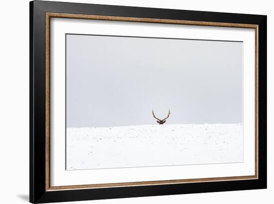 Elk-Trent Foltz-Framed Art Print