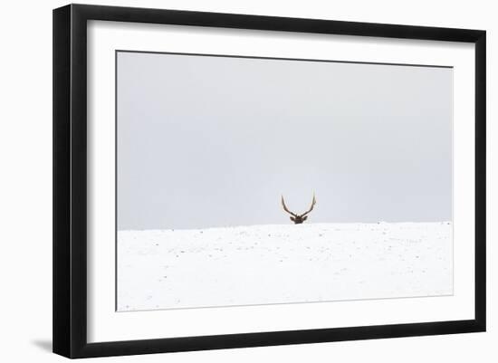 Elk-Trent Foltz-Framed Art Print