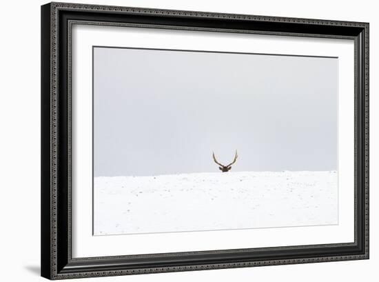 Elk-Trent Foltz-Framed Art Print