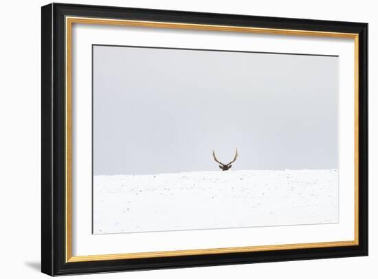 Elk-Trent Foltz-Framed Art Print