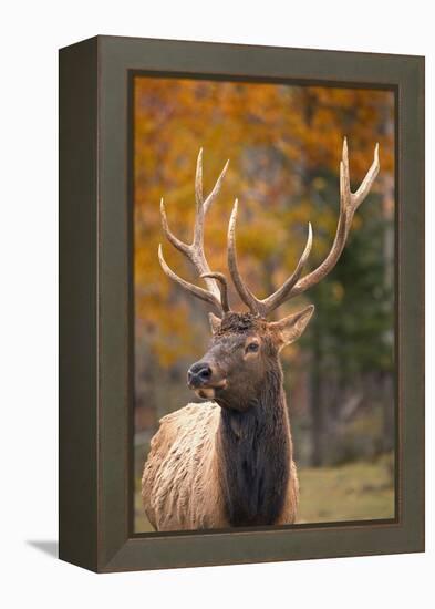 Elk-null-Framed Premier Image Canvas