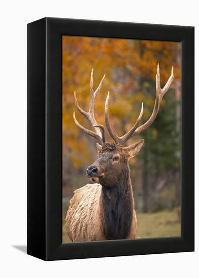 Elk-null-Framed Premier Image Canvas