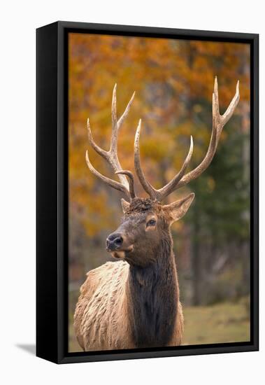 Elk-null-Framed Premier Image Canvas