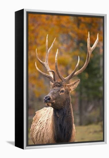 Elk-null-Framed Premier Image Canvas