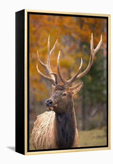 Elk-null-Framed Premier Image Canvas