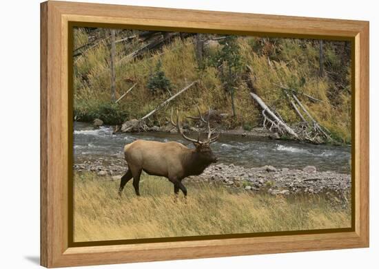 Elk-DLILLC-Framed Premier Image Canvas