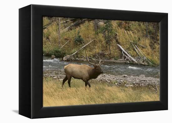 Elk-DLILLC-Framed Premier Image Canvas