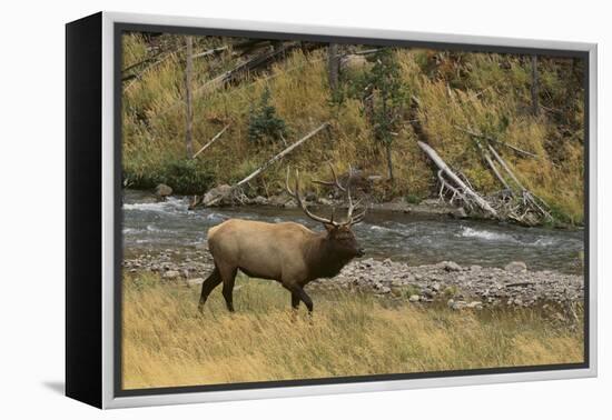 Elk-DLILLC-Framed Premier Image Canvas