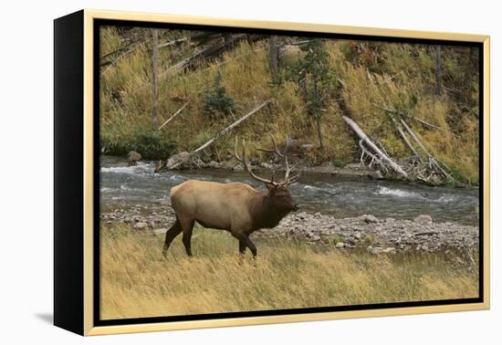 Elk-DLILLC-Framed Premier Image Canvas