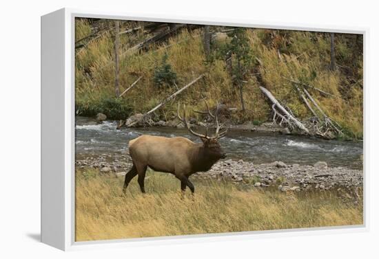 Elk-DLILLC-Framed Premier Image Canvas