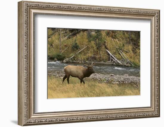 Elk-DLILLC-Framed Photographic Print