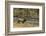 Elk-DLILLC-Framed Photographic Print