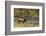 Elk-DLILLC-Framed Photographic Print