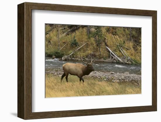 Elk-DLILLC-Framed Photographic Print