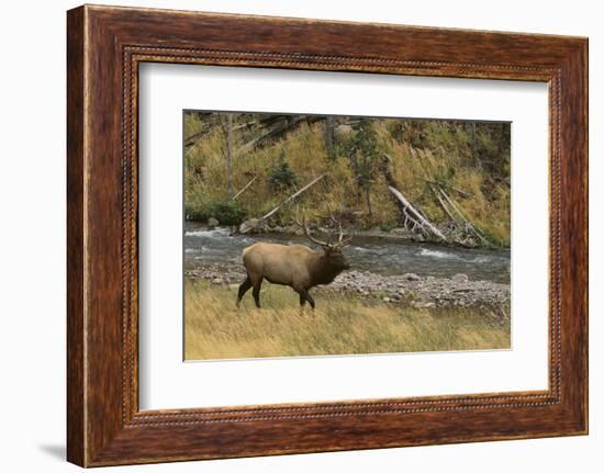 Elk-DLILLC-Framed Photographic Print