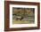 Elk-DLILLC-Framed Photographic Print