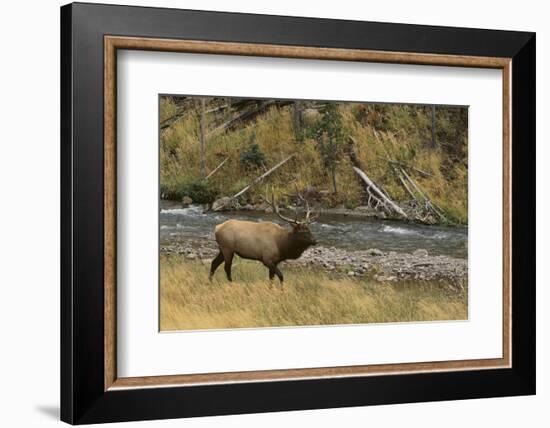 Elk-DLILLC-Framed Photographic Print