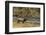 Elk-DLILLC-Framed Photographic Print