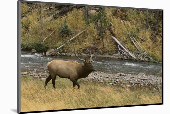 Elk-DLILLC-Mounted Photographic Print