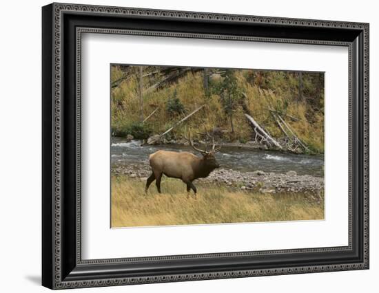 Elk-DLILLC-Framed Photographic Print