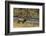 Elk-DLILLC-Framed Photographic Print