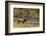 Elk-DLILLC-Framed Photographic Print