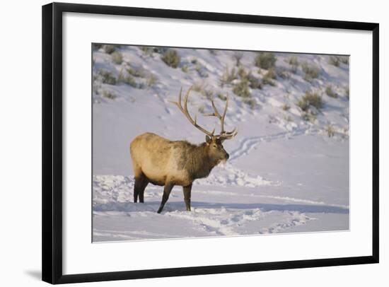 Elk-DLILLC-Framed Photographic Print