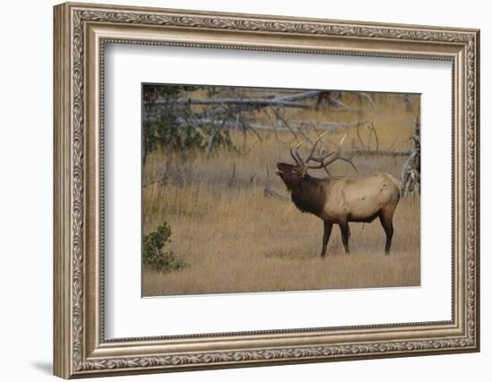 Elk-DLILLC-Framed Photographic Print