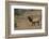 Elk-DLILLC-Framed Photographic Print