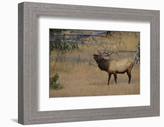 Elk-DLILLC-Framed Photographic Print