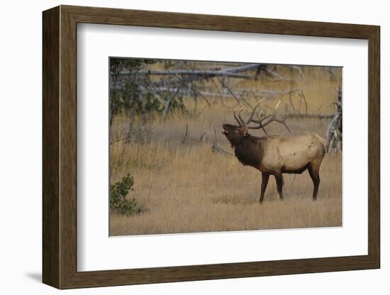 Elk-DLILLC-Framed Photographic Print